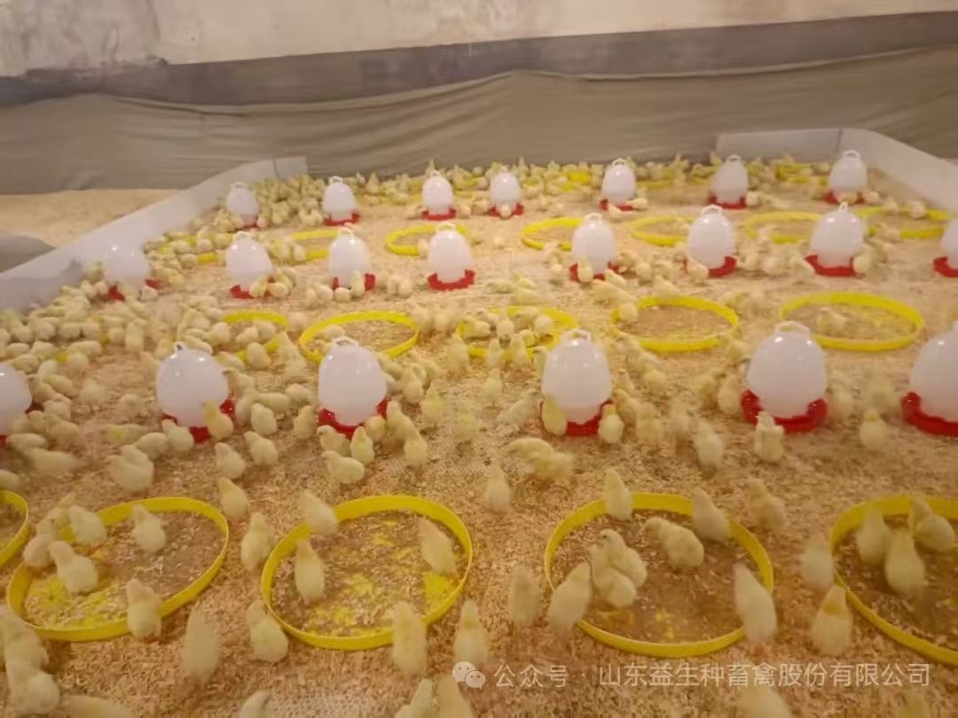 【引种】喜讯！人生就是博股份年内第九批引种顺利实现，1.6万套利丰祖代肉种鸡成功入场